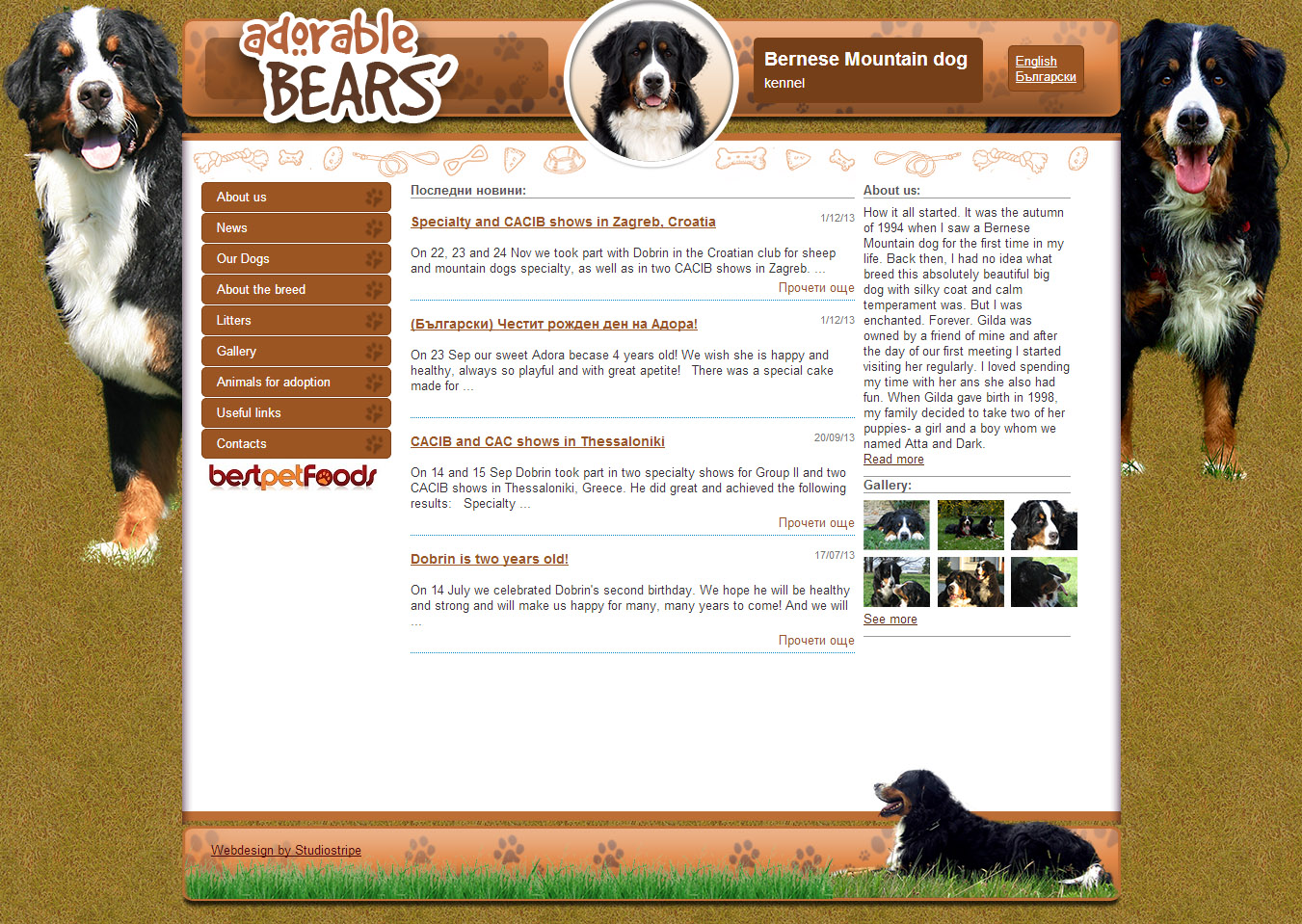 Bernese Mountain dog